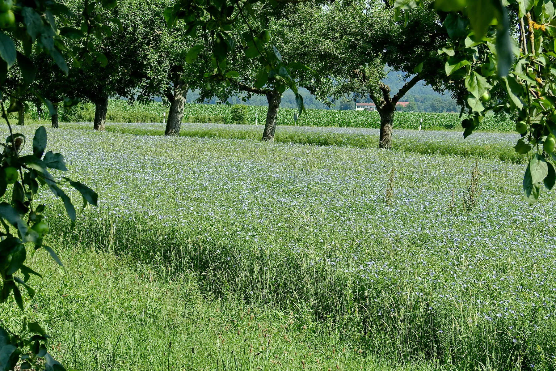 Natur direkt vor der Tür