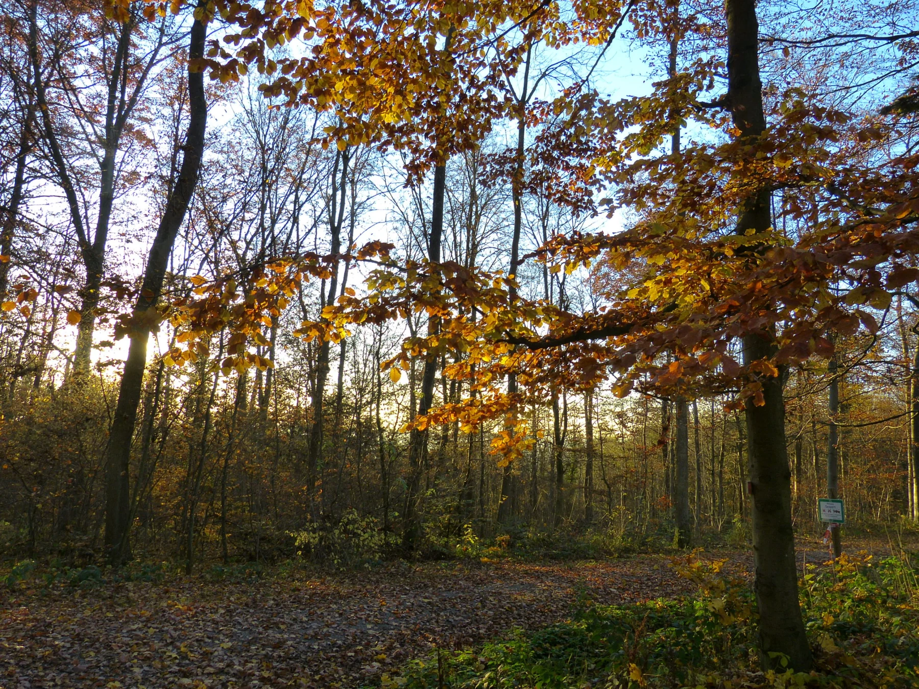 Wald & Weite